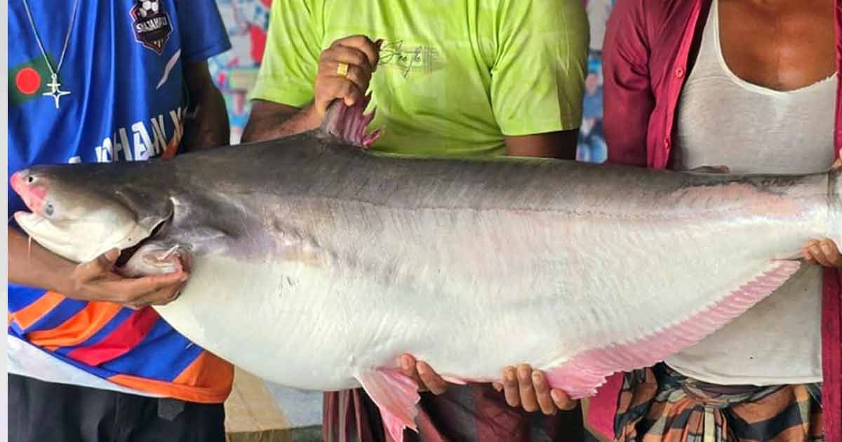গোয়ালন্দে পদ্মায় এক পাঙাশের দাম ৬০ হাজার টাকা