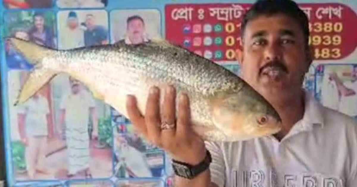 এক ইলিশ বিক্রি হলো সাড়ে ১২ হাজার টাকা!