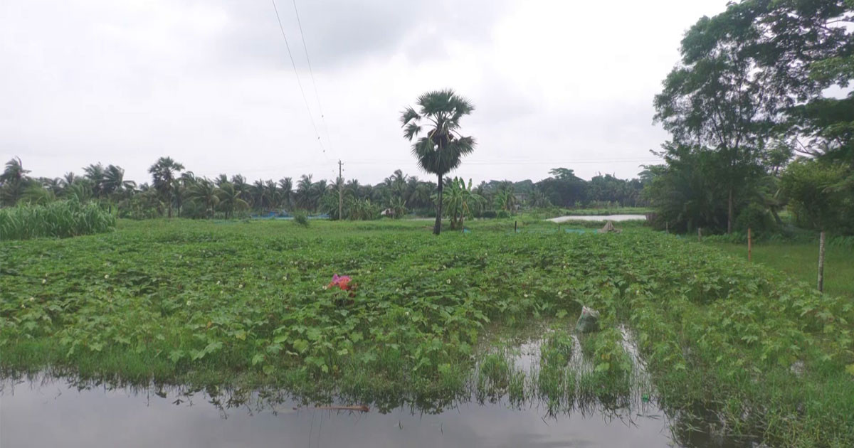 অতিবৃষ্টিতে ফরিদপুরে সবজির ব্যাপক ক্ষতির শঙ্কা