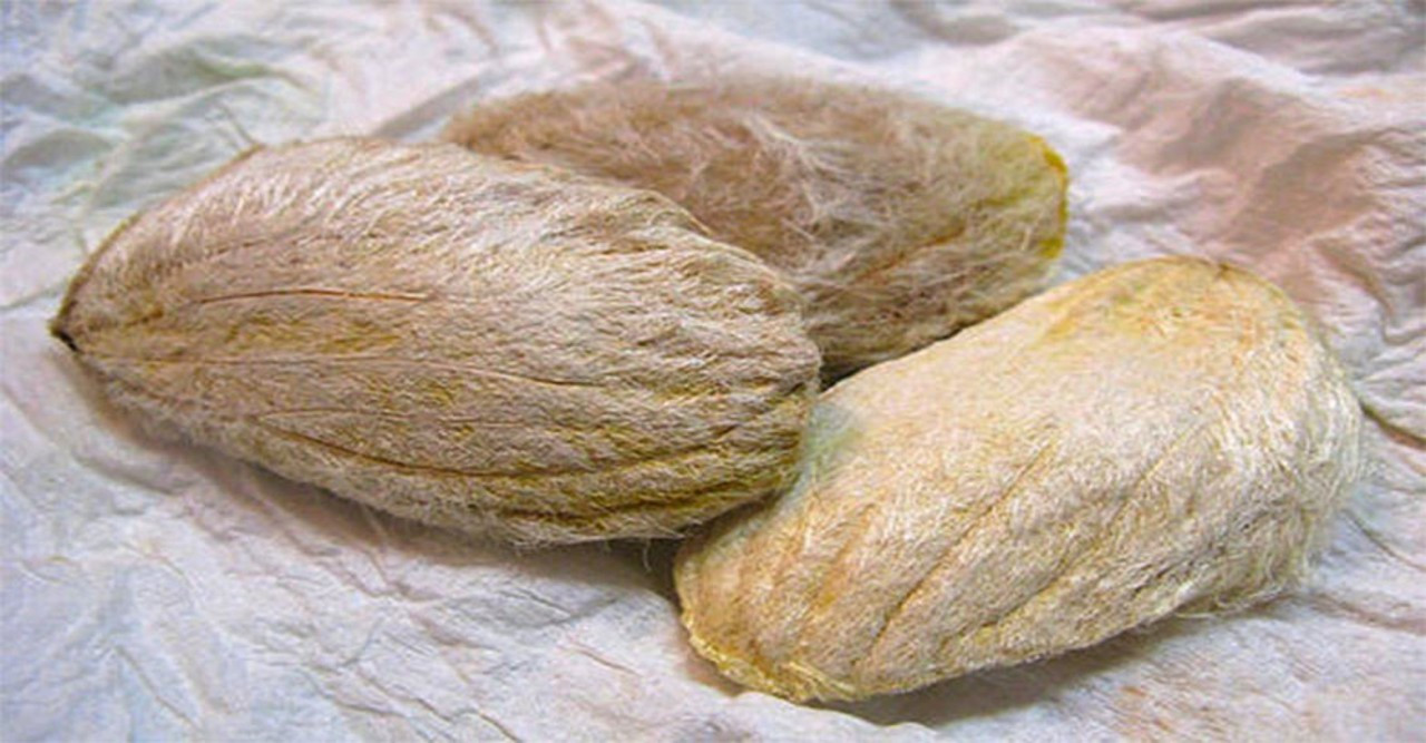 আমের আঁটির ঔষধি গুণাগুণ