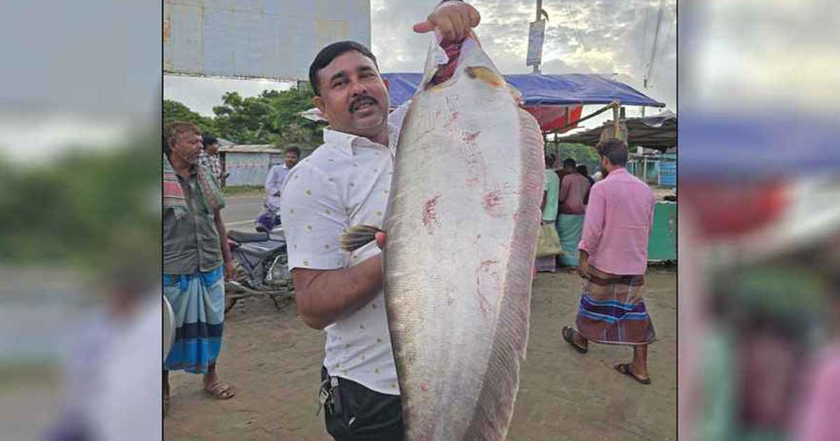 পদ্মার ৯ কেজির চিতল ১৯৮০০ টাকায় বিক্রি