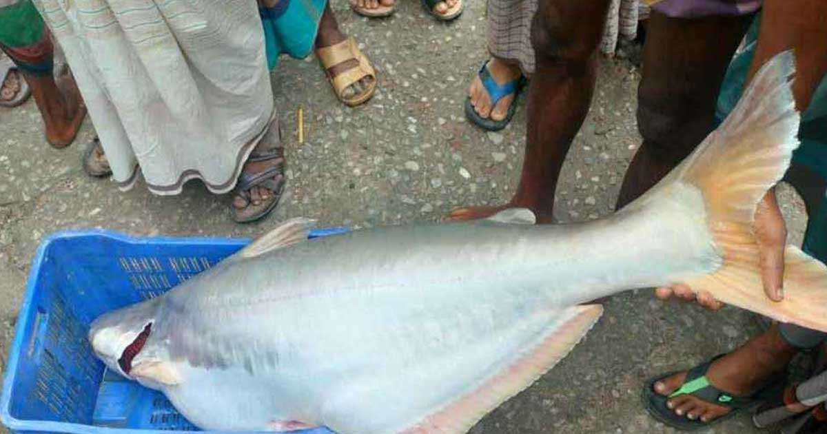 পাথরঘাটায় বড়শিতে ধরা পড়ল সাড়ে ২৩ কেজির পাঙাশ