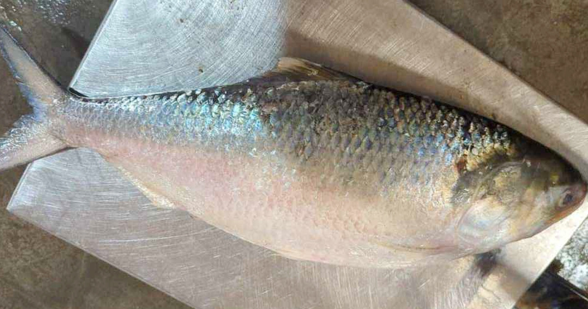 এক ইলিশের দাম ৫ হাজার টাকা, ওজনে কত বড়?