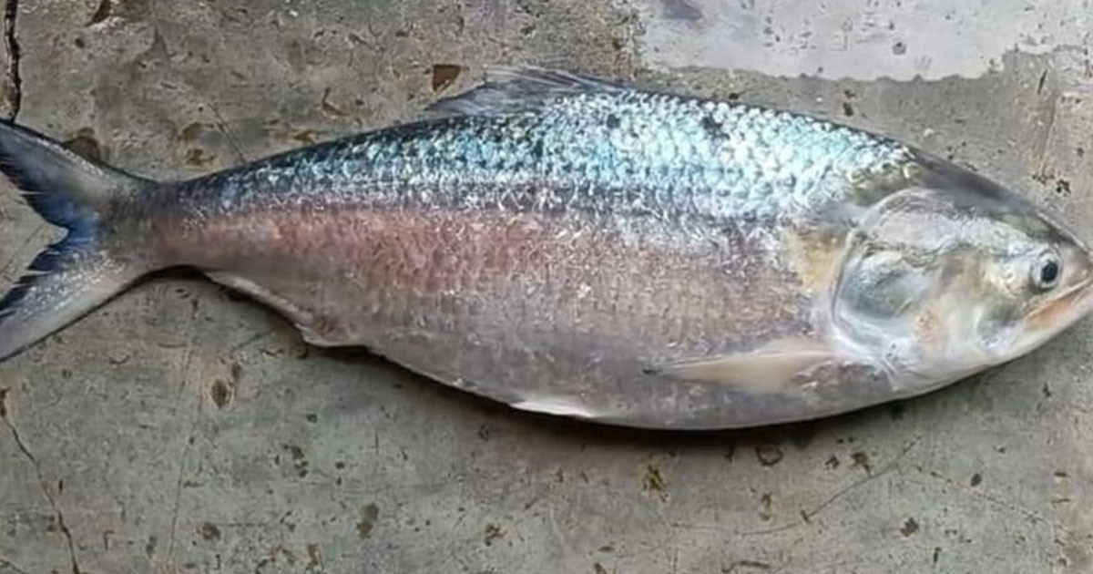 ৬ হাজার টাকায় বিক্রি এক ইলিশ