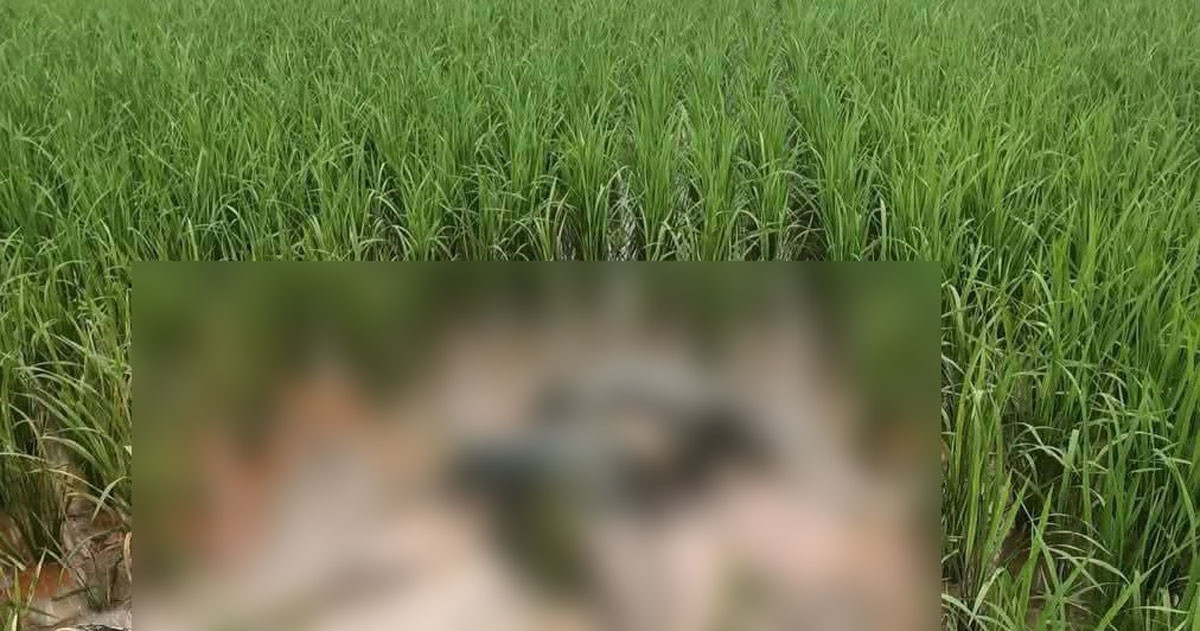 ধানখেতে দুর্গন্ধ, মিলল নিখোঁজ কৃষকের লাশ