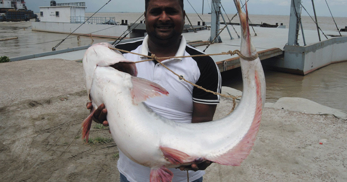 পদ্মার এক পাঙ্গাশ সাড়ে ১৬ হাজার টাকায় বিক্রি