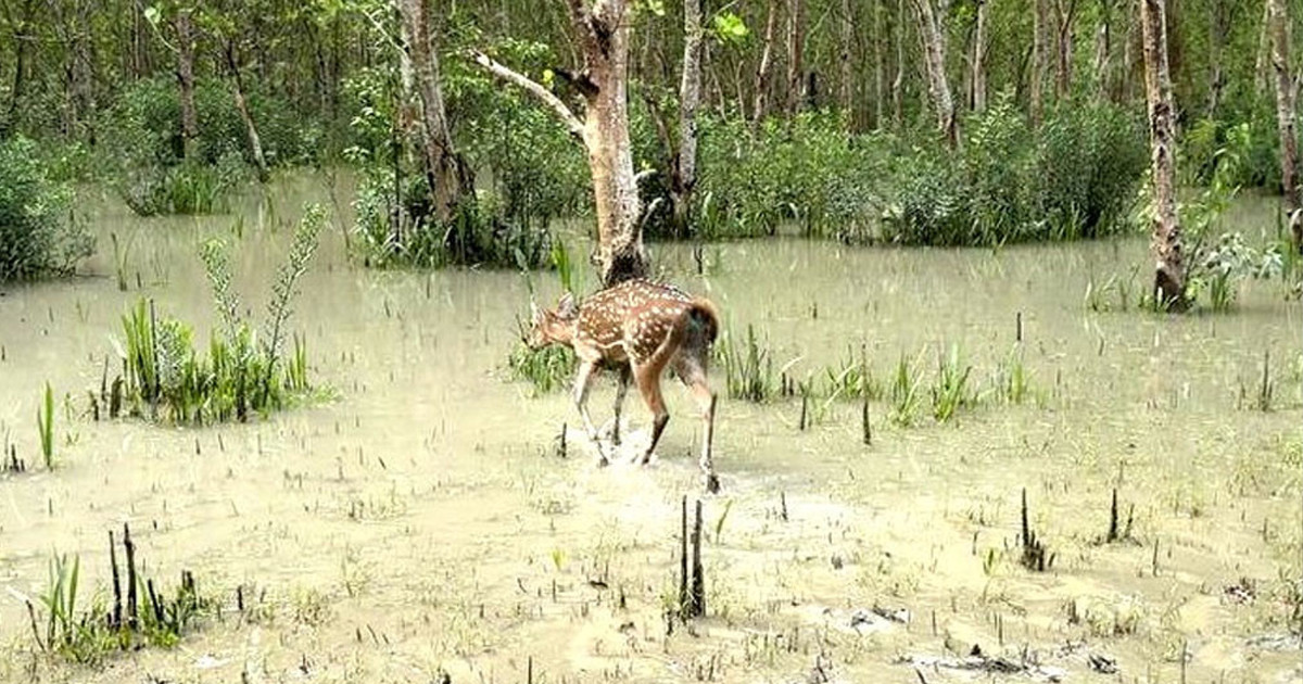 জোয়ারে ভেসে এলো হরিণ, চিকিৎসা দিয়ে ছেড়ে দিলো বন বিভাগ