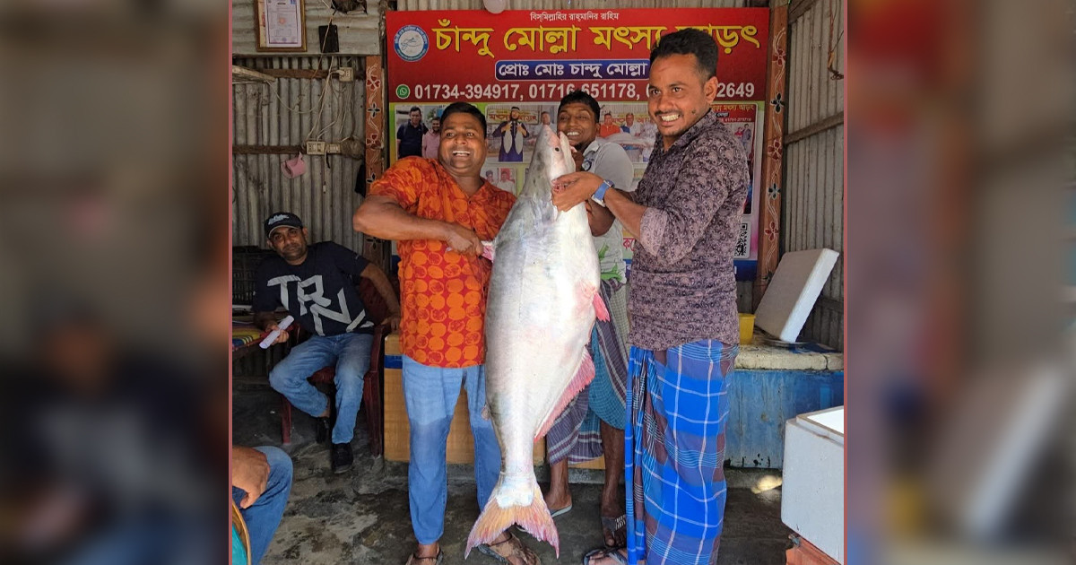 পদ্মায় ধরা পড়লো ২৫ কেজির পাঙ্গাস, নিলামে বিক্রি ৬৫ হাজারে