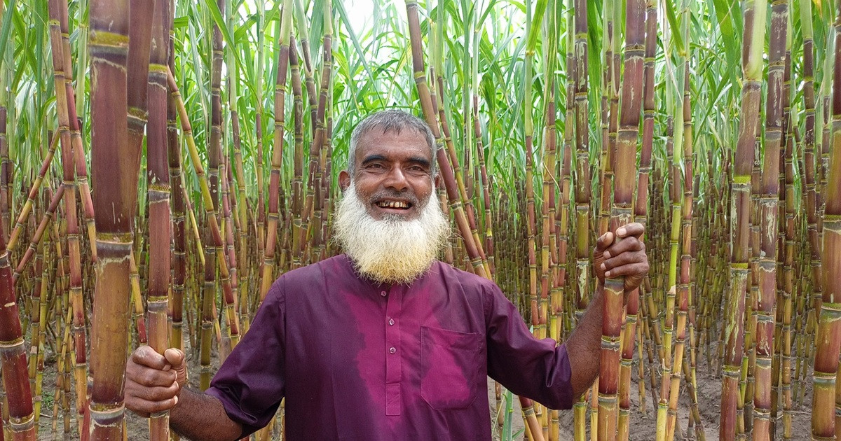 আখে দ্বিগুণ লাভবান হচ্ছেন চাষিরা