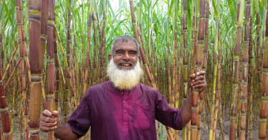 আখে দ্বিগুণ লাভবান হচ্ছেন চাষিরা