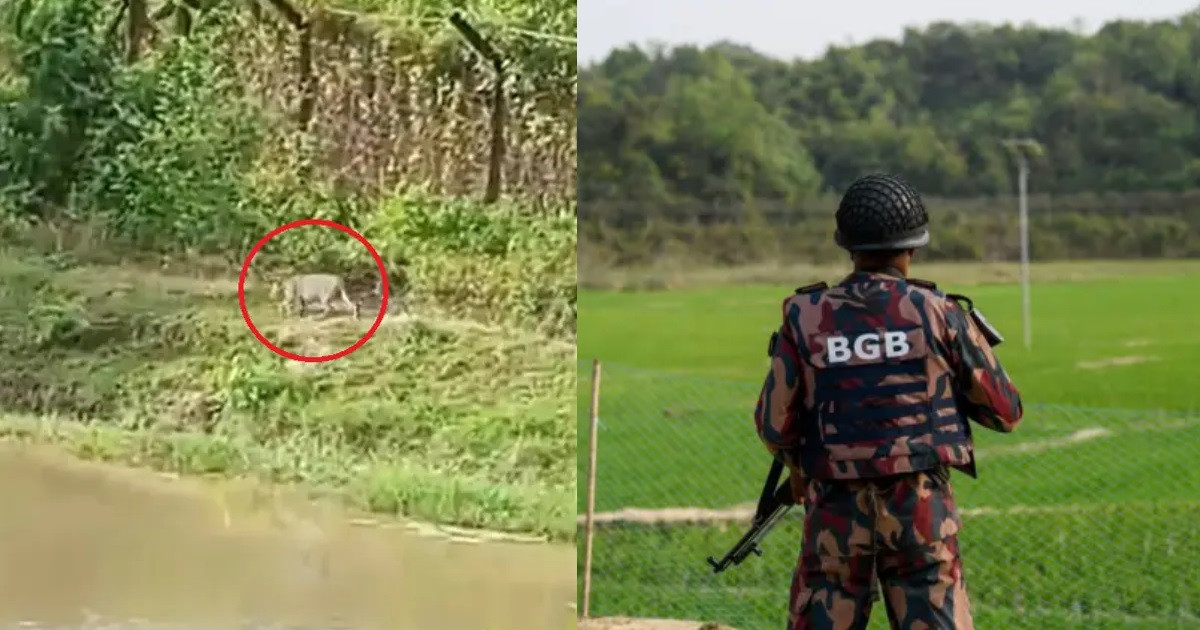 সীমান্তে বাঘ আতঙ্ক, বিজিবির সতর্কবার্তা