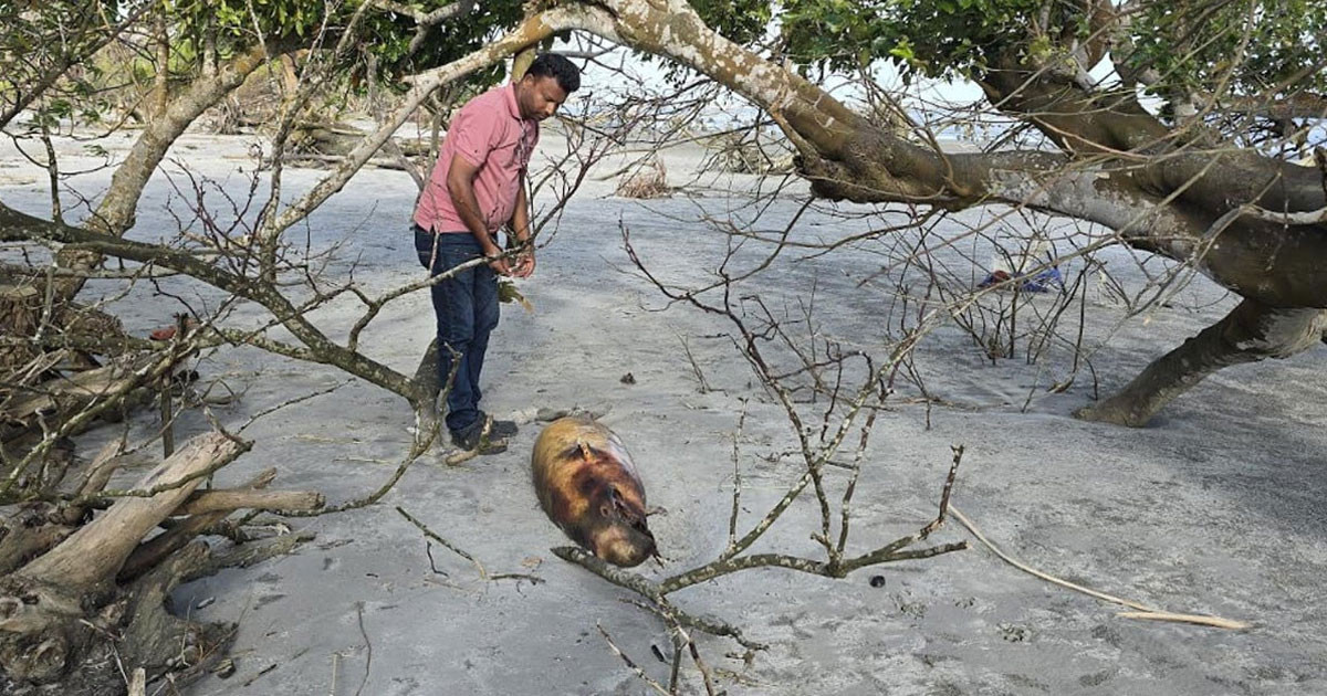 কুয়াকাটায় ফের ভেসে এলো মৃত ডলফিন