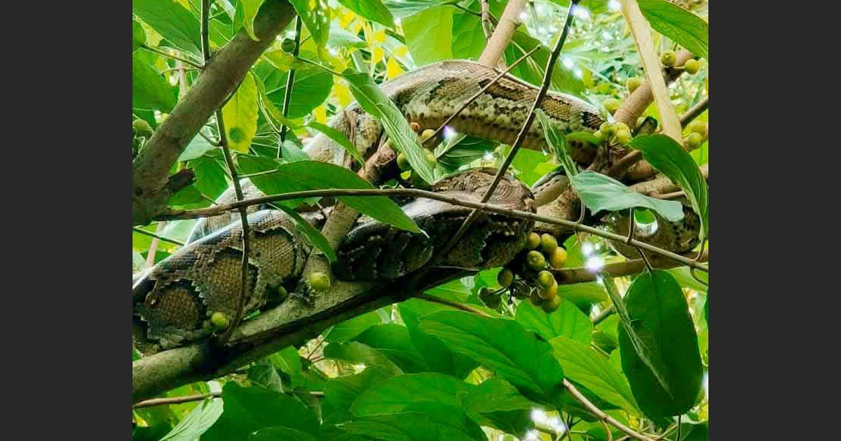 লোক সমাগম দেখে খোকসার গাছে উঠল ১০ ফুট অজগর