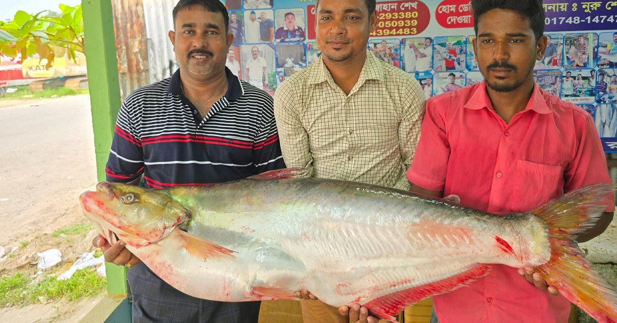 পদ্মায় ধরা পড়লো বিশাল আকৃতির ঢাই মাছ, লাখ টাকায় বিক্রি