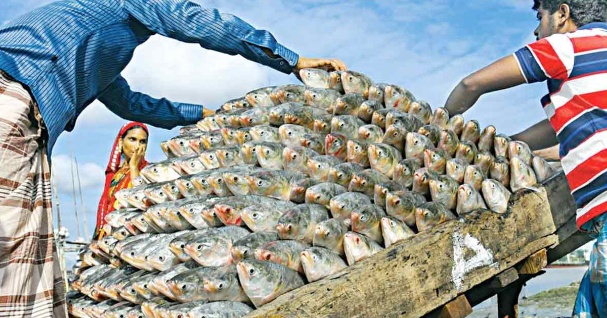 সৌদি আরবসহ মধ্যপ্রাচ্যে যাচ্ছে ১১ হাজার টন ইলিশ