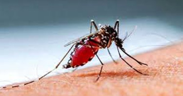 ডেঙ্গু নাকি চিকুনগুনিয়া হয়েছে, বুঝবেন যেভাবে