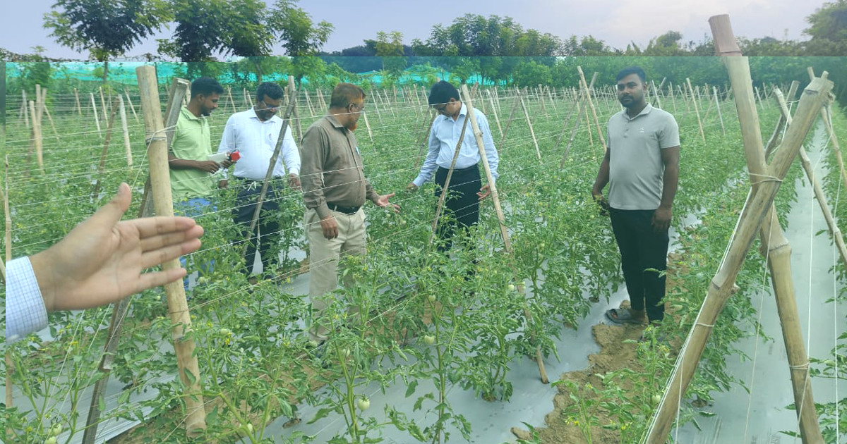 চুয়াডাঙ্গায় আধুনিক পদ্ধতিতে টমেটো ও সবজি চাষে কৃষকরা লাভবান