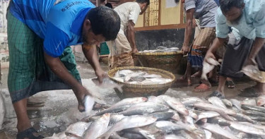 বাড়ছে ইলিশের সরবরাহ, দাম এখনও ঊর্ধ্বমুখী
