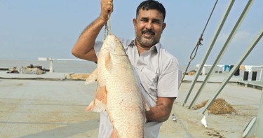 পদ্মার ১৬ কেজির রুই মাছ ৫৬ হাজার টাকায় বিক্রি