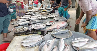 পদ্মার তীরে টাটকা ইলিশসহ মাছের জমজমাট বাজার