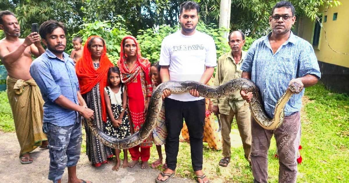 শ্রীমঙ্গলে ১৪ ফুট লম্বা অজগর সাপ উদ্ধার
