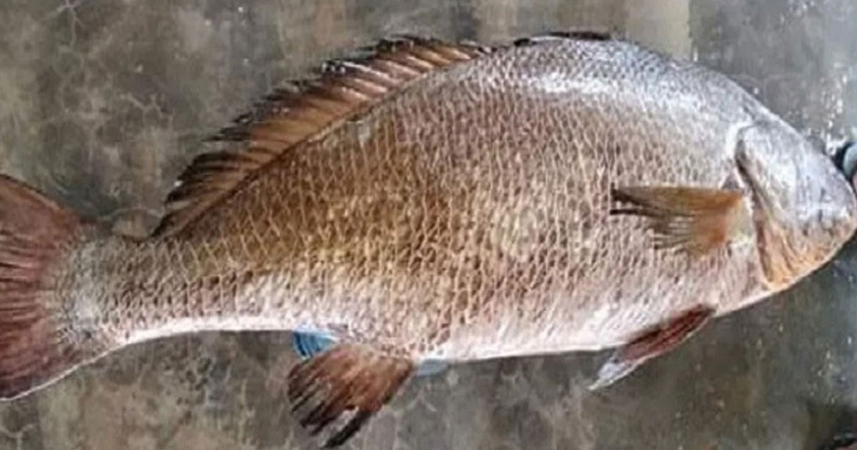বঙ্গোপসাগরে ধরা কালো পোয়া, ৭২ হাজারে বিক্রি
