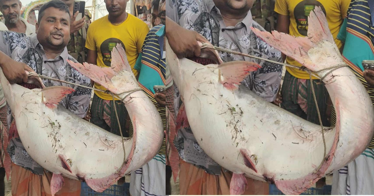 এক পাঙ্গাস সাড়ে ৬২ হাজারে বিক্রি, ওজন কতটুকু?