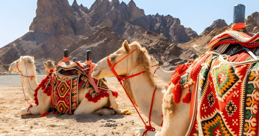 আধুনিক চিকিৎসায় উটের বিভিন্ন অঙ্গের ব্যবহার