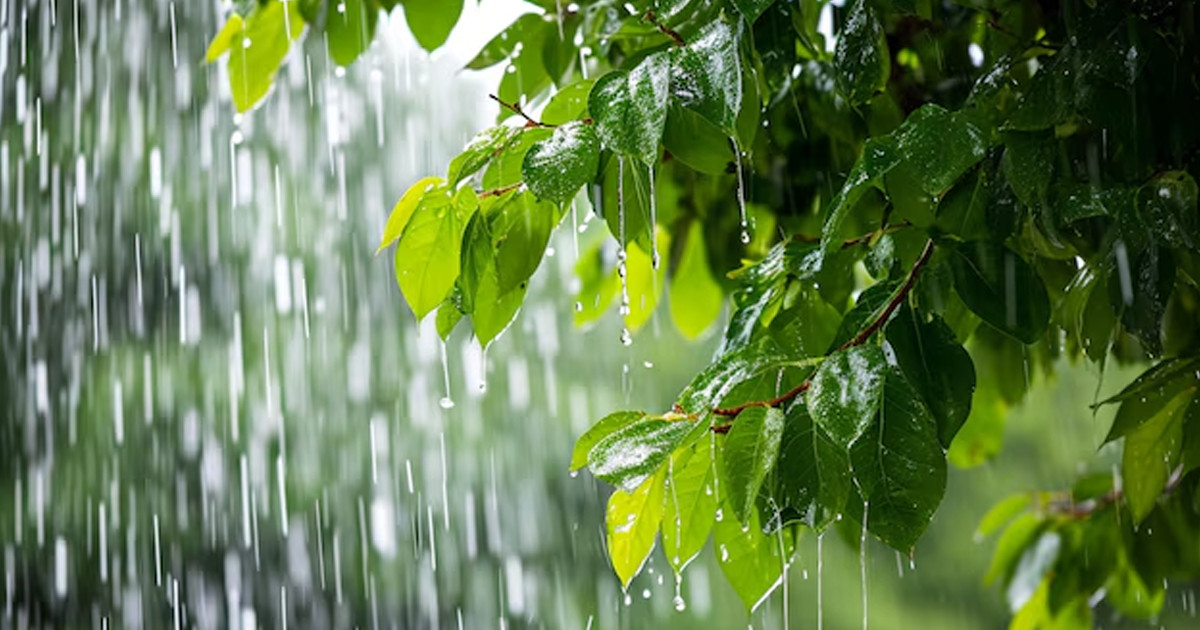 কবে কমবে বৃষ্টি, জানাল আবহাওয়া অফিস