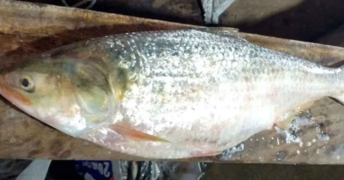 রামগতিতে এক ইলিশ ১০ হাজার টাকায় বিক্রি