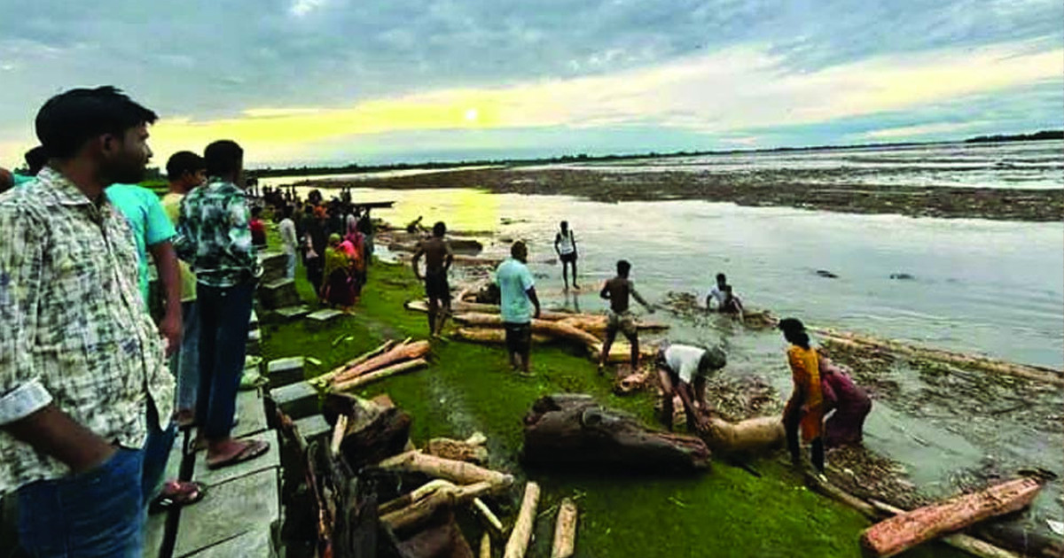কুড়িগ্রামে কালজানি নদীতে ভেসে আসছে হাজার হাজার গাছের গুঁড়ি