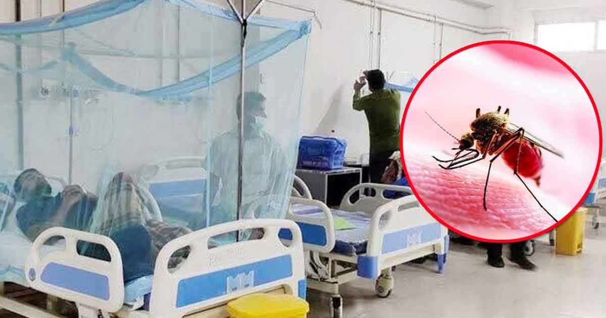 ডেঙ্গুতে আরও তিনজনের মৃত্যু, শনাক্ত ৫০ হাজার ছাড়ালো