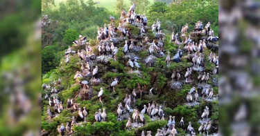 বসুন্ধরা শুভসংঘের ‘পাখি কলোনি’তে ডানা মেলেছে হাজারো প্রাণ