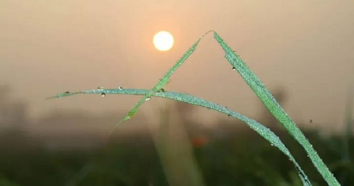 কবে থেকে নামতে পারে শীত, জানালেন বিশেষজ্ঞরা
