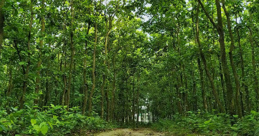 শ্রীপুরে গহীন জঙ্গল থেকে দ্বিতীয় শ্রেণির ছাত্রের মরদেহ উদ্ধার