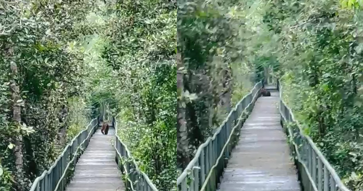 সুন্দরবনে দর্শনার্থী ফুট ট্রেইলে বাঘ, বনরক্ষীরা বলছেন ‘এই প্রথম’