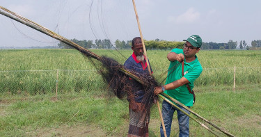 চলনবিল থেকে শিকার করা দশ বক ও ঘুঘু অবমুক্ত