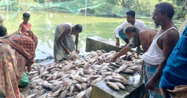 রাতের আঁধারে মাছের খামারে বিষ প্রয়োগ, সর্বস্বান্ত চাষি