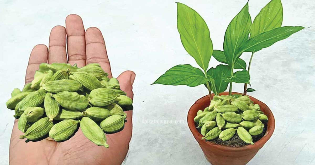 ব্লাড প্রেসার নিয়ন্ত্রণে এলাচ কতটুকু কার্যকর