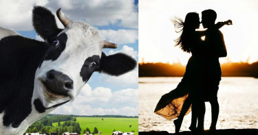 গরুর বিনিময়ে স্ত্রীকে প্রেমিকের হাতে তুলে দিলেন স্বামী