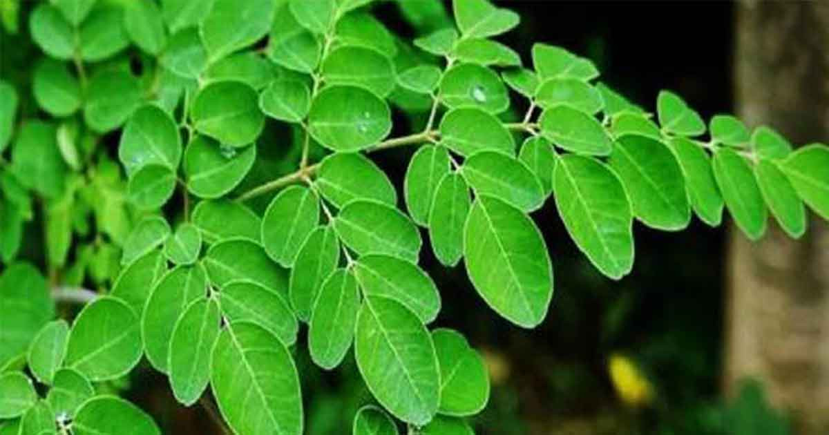 ডায়াবেটিস নিয়ন্ত্রণে প্রাকৃতিক সহায়ক সজনে পাতা