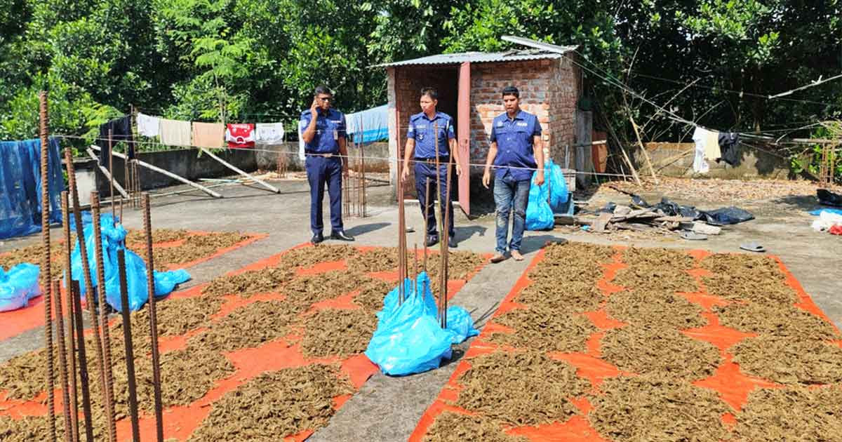 ইউপি সদস্যের বাড়ির ছাদেই শুকানো হচ্ছিল ১০০ কেজি গাঁজা, অতঃপর...