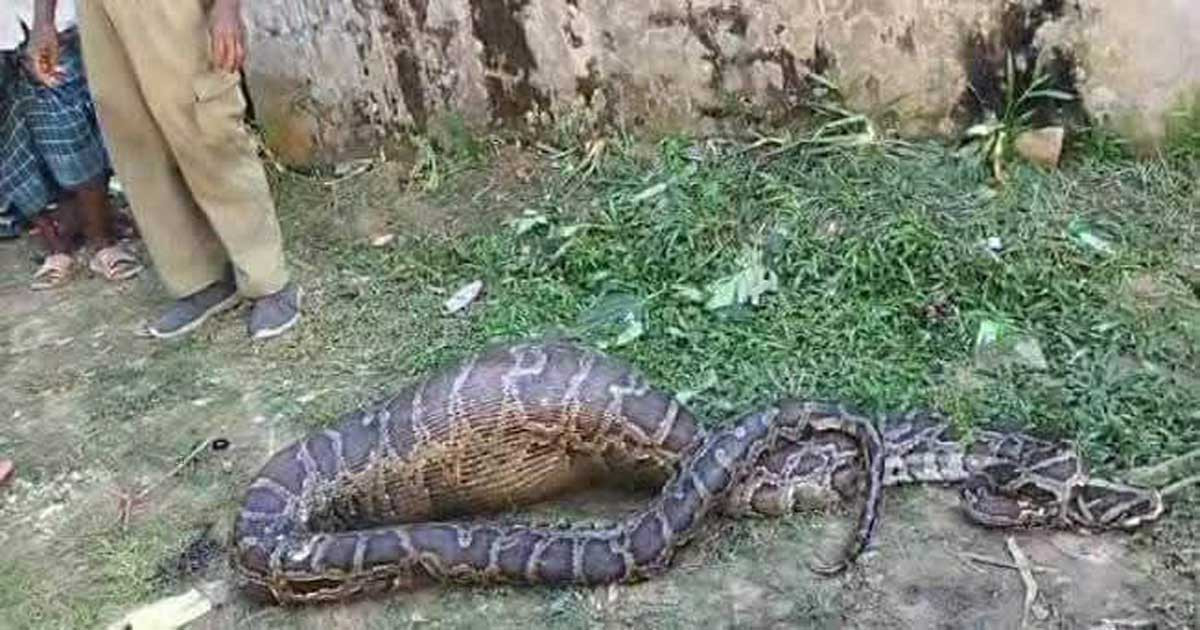 ছাগল খেয়ে পেট ফুলে পড়ে ছিল ১৫ ফুটের অজগর