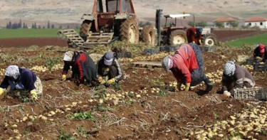 পশ্চিম তীরে ফিলিস্তিনি কৃষকদের ফসল সংগ্রহে বাধা দিল ইসরায়েল