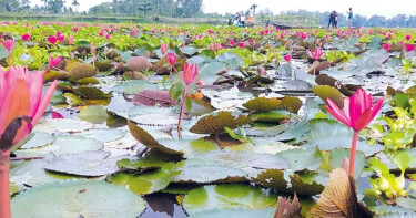 পুকুরে শাপলা তুলতে গিয়ে প্রাণ গেল যুবকের