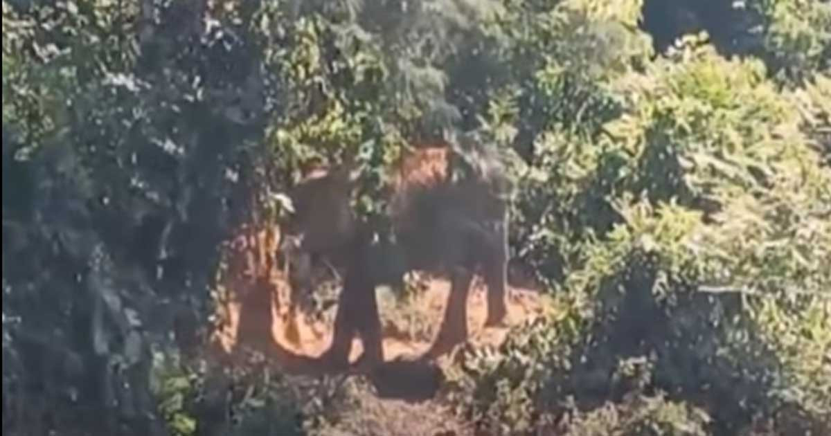 নিথর গোলাপি হাতি শাবক, তিন দিন ধরে পাহারায় শোকগ্রস্ত মা!