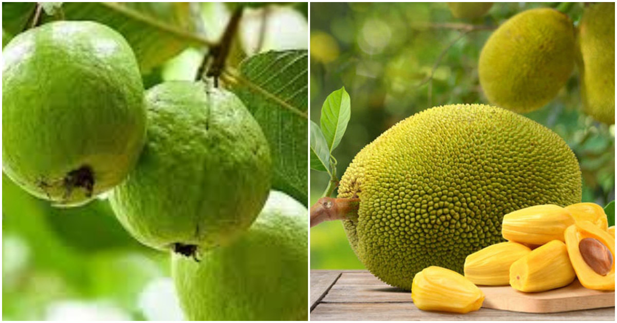 বাংলাদেশের কাঁচা আমের পর এবার কাঁঠাল-পেয়ারা নিতে চায় চীন