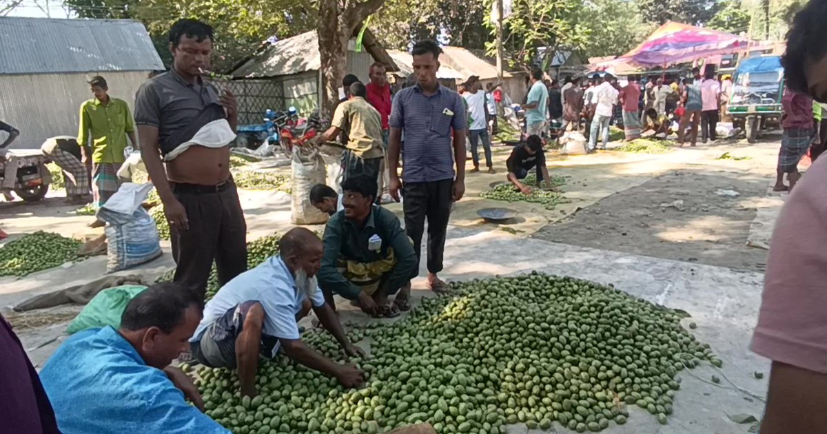 কোটি টাকার কেনাবেচা হয় বাংলাদেশের বড় এই জলপাই হাটে