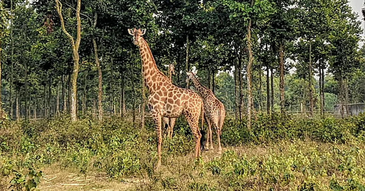 মারা গেল গাজীপুর সাফারি পার্কের শেষ জিরাফটি