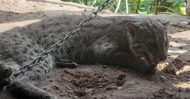 ৯৯৯ নম্বরে ফোনকলে উদ্ধার দুর্লভ মেছোবাঘ
